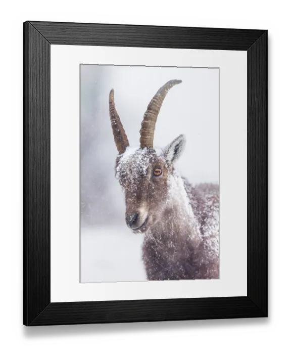 Framed Print : Alpine ibex (Capra ibex) female, covered in snow, head portrait, Alps, Switzerland. January Framed Print : Alpine ibex (Capra ibex) female, covered in snow, head portrait, Alps, Switzerland. January