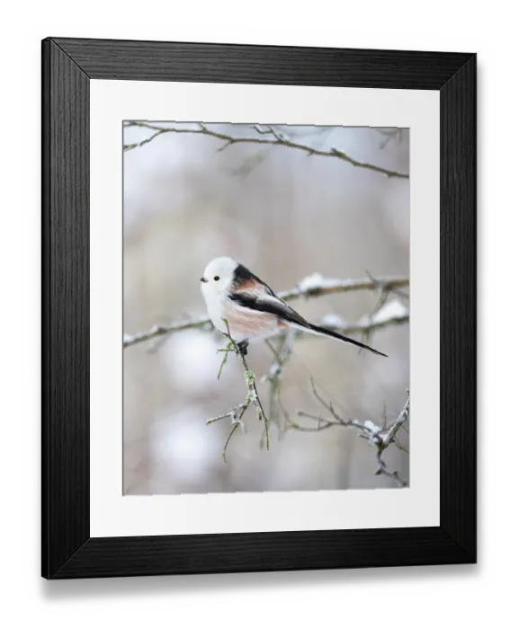 Framed Print : Long-tailed tit (Aegithalos caudatus) perched on a snow-covered branch in winter, Poland. December Framed Print : Long-tailed tit (Aegithalos caudatus) perched on a snow-covered branch in winter, Poland. December