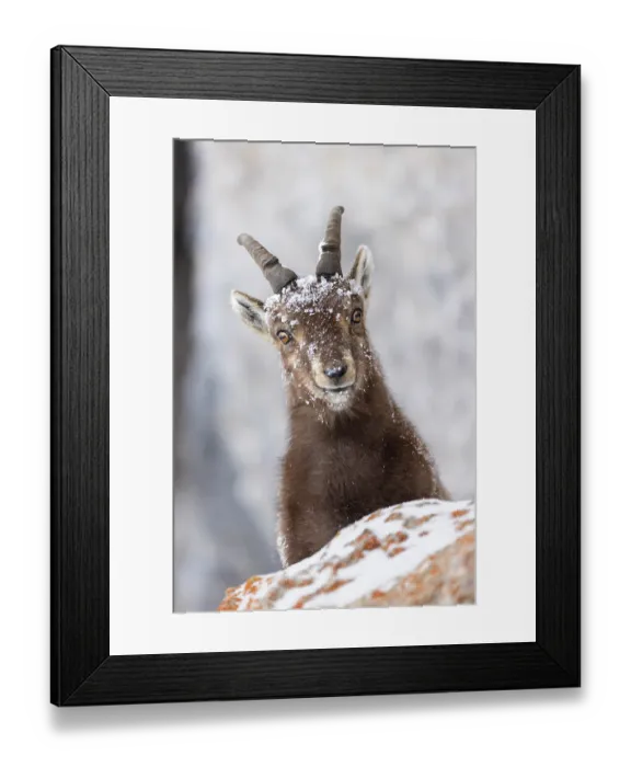 Framed Print : RF - Alpine ibex (Capra ibex) female, with snow on its head, peering over a rock, Alps, Switzerland. January Framed Print : RF - Alpine ibex (Capra ibex) female, with snow on its head, peering over a rock, Alps, Switzerland. January
