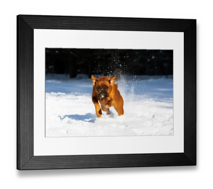 Framed Print : RF - Boxer (Euro type with uncropped ears and tail) running through snow, Litchfield, Connecticut, USA. January Framed Print : RF - Boxer (Euro type with uncropped ears and tail) running through snow, Litchfield, Connecticut, USA. January