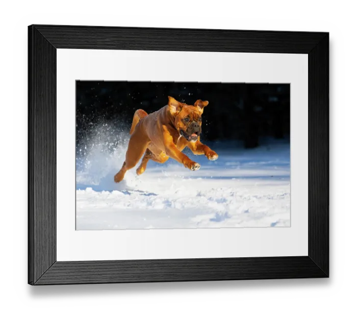Framed Print : Boxer running through snow, Litchfield, Connecticut, USA. January Framed Print : Boxer running through snow, Litchfield, Connecticut, USA. January
