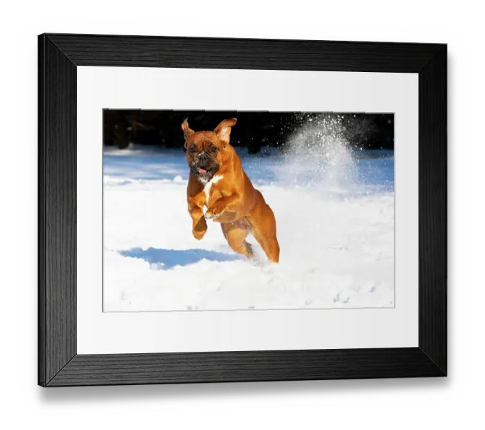 Framed Print : Boxer running through snow, Litchfield, Connecticut, USA. January Framed Print : Boxer running through snow, Litchfield, Connecticut, USA. January