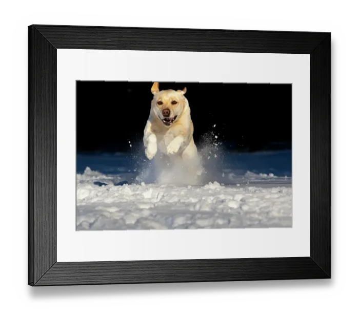 Framed Print : Yellow Labrador retriever bounding through snow, Litchfield, Connecticut, USA. January Framed Print : Yellow Labrador retriever bounding through snow, Litchfield, Connecticut, USA. January