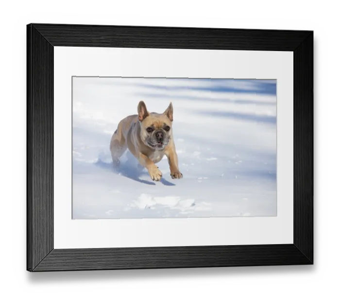 Framed Print : French bulldog, male, running in snow, Litchfield, Connecticut, USA. February Framed Print : French bulldog, male, running in snow, Litchfield, Connecticut, USA. February