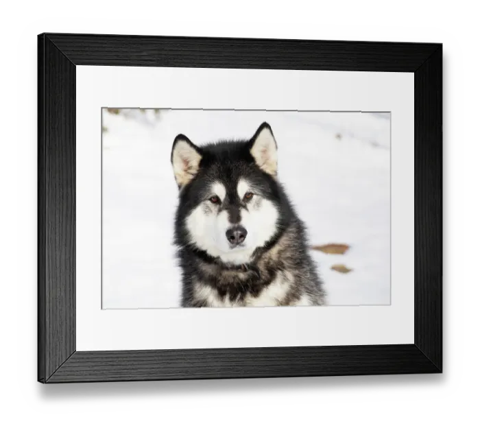 Framed Print : Alaskan malamute in snow, portrait, Wales, Massachusetts, USA. February Framed Print : Alaskan malamute in snow, portrait, Wales, Massachusetts, USA. February