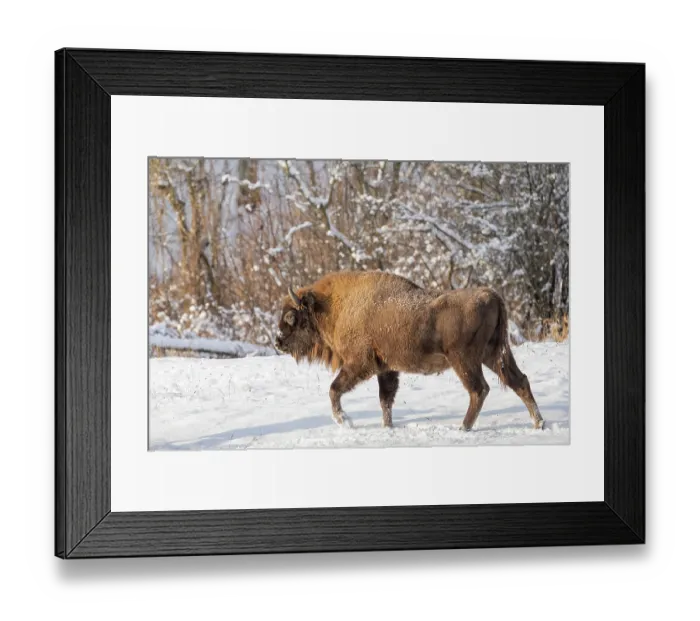 Framed Print : European bison (Bison bonasus) walking through snowy field, Bialowieza Forest UNESCO World Heritage Site, Poland. December Framed Print : European bison (Bison bonasus) walking through snowy field, Bialowieza Forest UNESCO World Heritage Site, Poland. December