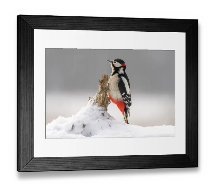 Framed Print : Great spotted woodpecker (Dendrocopos major) perched on a branch sticking out of snow, Bialowieza Forest UNESCO World Heritage Site, Poland. December Framed Print : Great spotted woodpecker (Dendrocopos major) perched on a branch sticking out of snow, Bialowieza Forest UNESCO World Heritage Site, Poland. December