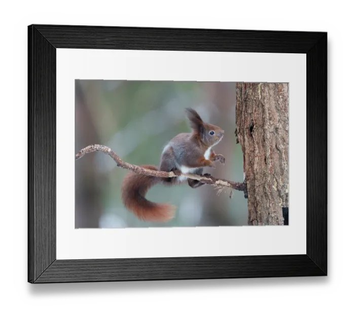 Framed Print : Eurasian red squirrel (Sciurus vulgaris) sitting on a branch, Bialowieza Forest UNESCO World Heritage Site, Poland. December Framed Print : Eurasian red squirrel (Sciurus vulgaris) sitting on a branch, Bialowieza Forest UNESCO World Heritage Site, Poland. December
