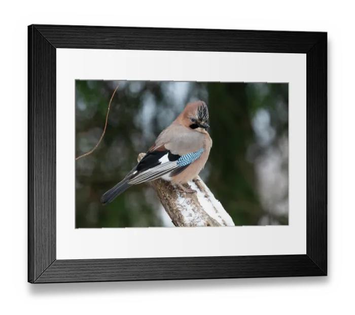 Framed Print : Eurasian jay (Garrulus glandarius) portrait, Bialowieza Forest UNESCO World Heritage Site, Poland. December Framed Print : Eurasian jay (Garrulus glandarius) portrait, Bialowieza Forest UNESCO World Heritage Site, Poland. December