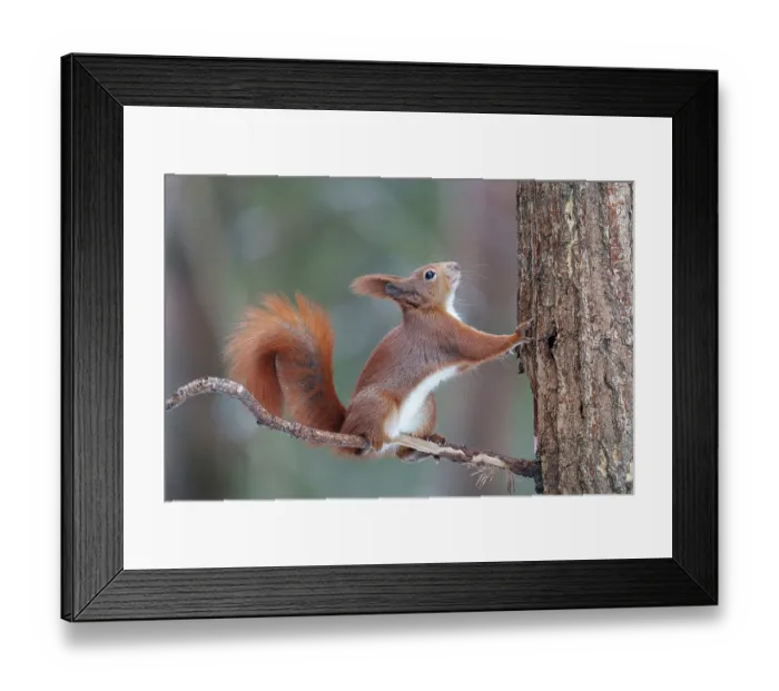 Framed Print : Eurasian red squirrel (Sciurus vulgaris) sitting on a branch looking up, Bialowieza Forest UNESCO World Heritage Site, Poland. December Framed Print : Eurasian red squirrel (Sciurus vulgaris) sitting on a branch looking up, Bialowieza Forest UNESCO World Heritage Site, Poland. December