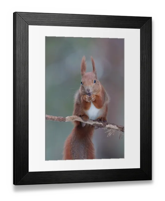 Framed Print : Eurasian red squirrel (Sciurus vulgaris) feeding, portrait. Bialowieza Forest UNESCO World Heritage Site, Poland. December Framed Print : Eurasian red squirrel (Sciurus vulgaris) feeding, portrait. Bialowieza Forest UNESCO World Heritage Site, Poland. December