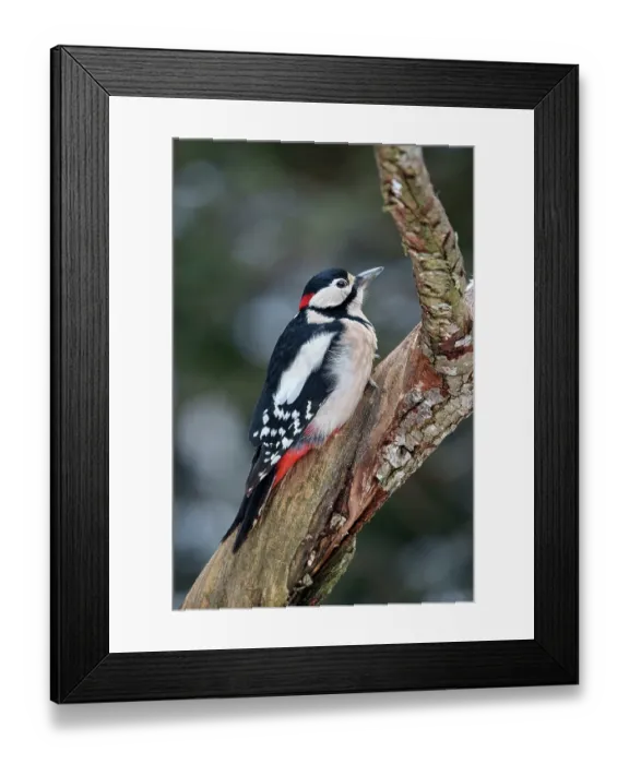 Framed Print : Great spotted woodpecker (Dendrocopos major) perched on a branch, Bialowieza Forest UNESCO World Heritage Site, Poland. December Framed Print : Great spotted woodpecker (Dendrocopos major) perched on a branch, Bialowieza Forest UNESCO World Heritage Site, Poland. December
