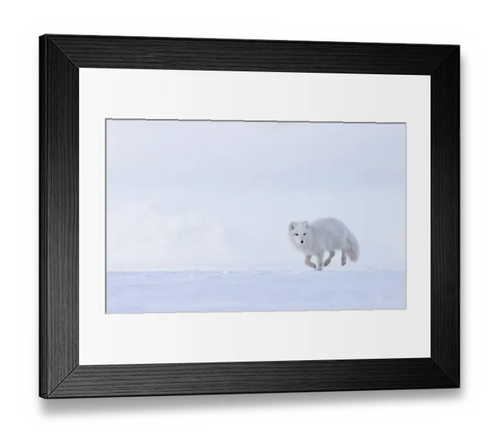 Framed Print : Arctic fox (Vulpes lagopus) winter coat, running on snow, Svalbard, Norway. March Framed Print : Arctic fox (Vulpes lagopus) winter coat, running on snow, Svalbard, Norway. March