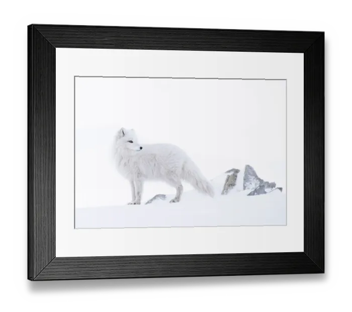 Framed Print : Arctic fox (Vulpes lagopus) winter coat, standing on snow, Svalbard, Norway. March Framed Print : Arctic fox (Vulpes lagopus) winter coat, standing on snow, Svalbard, Norway. March