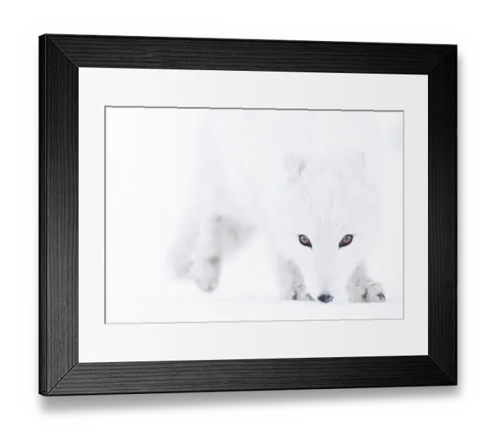 Framed Print : Arctic fox (Vulpes lagopus) winter coat, close-up portrait, Svalbard, Norway. March Framed Print : Arctic fox (Vulpes lagopus) winter coat, close-up portrait, Svalbard, Norway. March