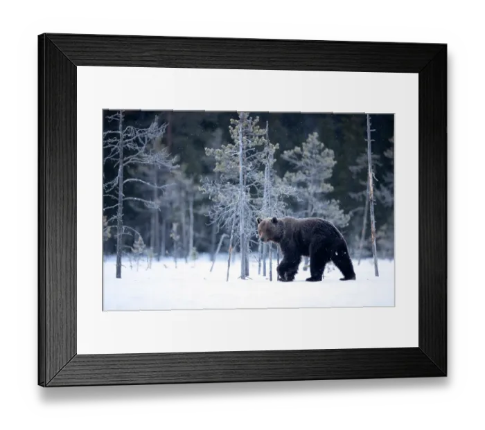 Framed Print : Brown bear (Ursus arctos) walking in the snow in woodland, Finland. April Framed Print : Brown bear (Ursus arctos) walking in the snow in woodland, Finland. April