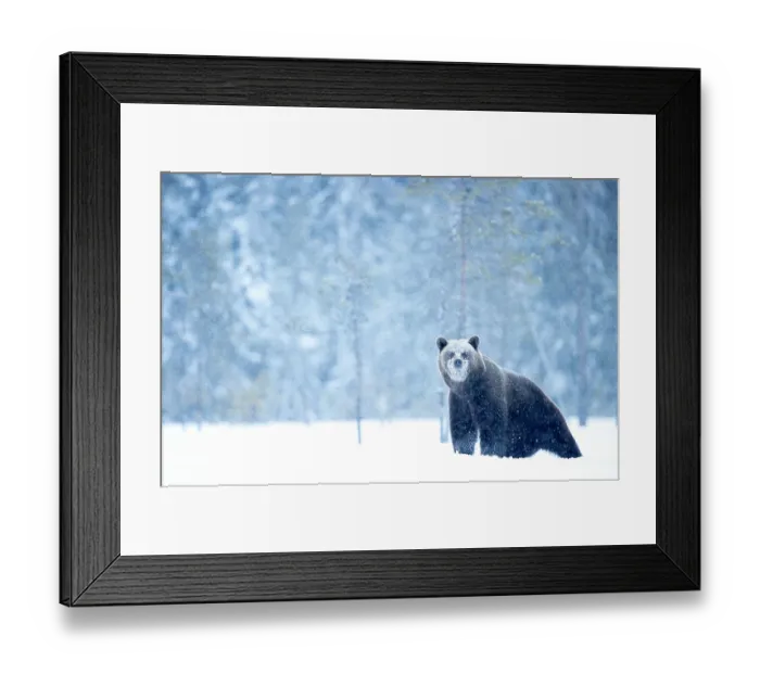 Framed Print : Brown bear (Ursus arctos) in the snow in woodland, Finland. April Framed Print : Brown bear (Ursus arctos) in the snow in woodland, Finland. April