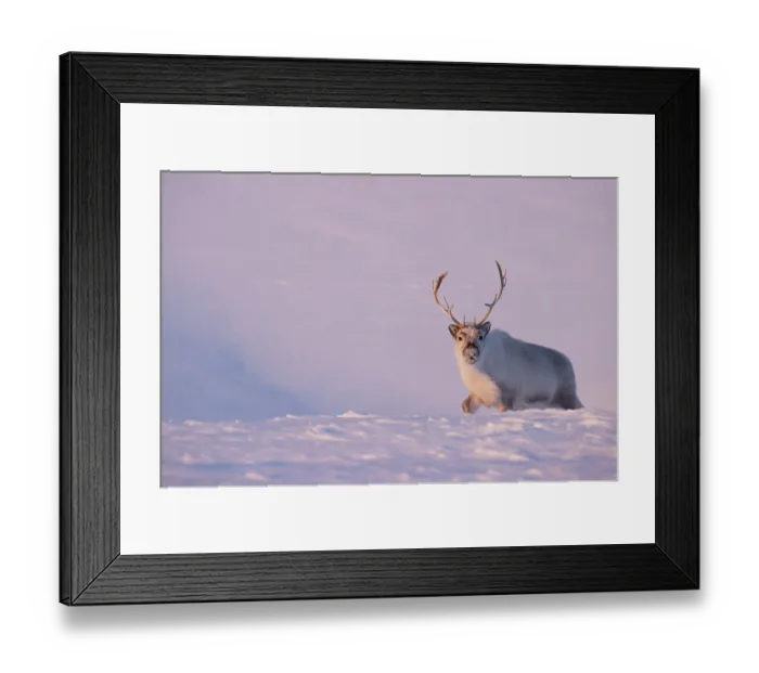 Framed Print : Svalbard reindeer (Rangifer tarandus platyrhynchus) walking in deep snow in evening light, Svalbard, Norway. March Framed Print : Svalbard reindeer (Rangifer tarandus platyrhynchus) walking in deep snow in evening light, Svalbard, Norway. March