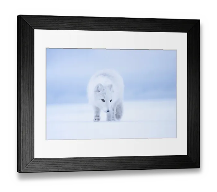 Framed Print : RF - Arctic fox (Vulpes lagopus) winter coat, on snow, portrait, Svalbard, Norway. March. (This image may be licensed either as rights managed or royalty free.) Framed Print : RF - Arctic fox (Vulpes lagopus) winter coat, on snow, portrait, Svalbard, Norway. March. (This image may be licensed either as rights managed or royalty free.)