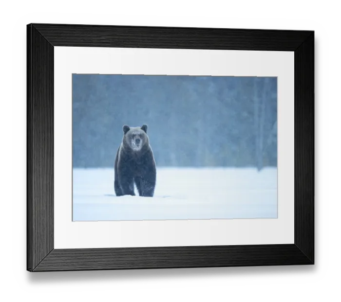 Framed Print : RF - Brown bear (Ursus arctos) in the snow, Finland. April. (This image may be licensed either as rights managed or royalty free.) Framed Print : RF - Brown bear (Ursus arctos) in the snow, Finland. April. (This image may be licensed either as rights managed or royalty free.)