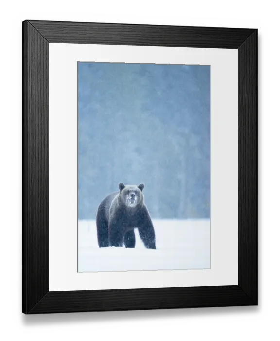Framed Print : RF - Brown bear (Ursus arctos) in the snow, Finland. April. (This image may be licensed either as rights managed or royalty free.) Framed Print : RF - Brown bear (Ursus arctos) in the snow, Finland. April. (This image may be licensed either as rights managed or royalty free.)