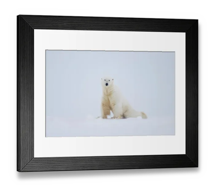 Framed Print : RF - Polar bear (Ursus maritimus) male on snow, portrait, Svalbard, Norway. April. (This image may be licensed either as rights managed or royalty free.) Framed Print : RF - Polar bear (Ursus maritimus) male on snow, portrait, Svalbard, Norway. April. (This image may be licensed either as rights managed or royalty free.)