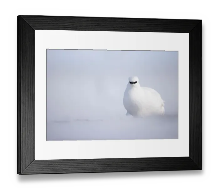 Framed Print : RF - Rock ptarmigan (Lagopus mutus) in winter plumage, on snow, Svalbard, Norway. April. (This image may be licensed either as rights managed or royalty free.) Framed Print : RF - Rock ptarmigan (Lagopus mutus) in winter plumage, on snow, Svalbard, Norway. April. (This image may be licensed either as rights managed or royalty free.)