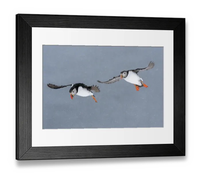Framed Print : Two Puffins (Fratercula arctica) in flight during snowfall, Hornoya island, Varanger, Norway. March Framed Print : Two Puffins (Fratercula arctica) in flight during snowfall, Hornoya island, Varanger, Norway. March