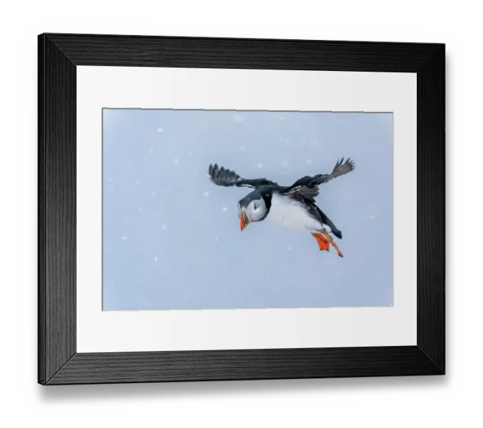 Framed Print : Puffin (Fratercula arctica) in flight in snow, Hornoya island, Varanger, Norway. March Framed Print : Puffin (Fratercula arctica) in flight in snow, Hornoya island, Varanger, Norway. March
