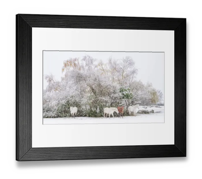 Framed Print : New Forest ponies sheltering from the snow, Frogham, New Forest National Park, Hampshire, England, UK. November, 2024 Framed Print : New Forest ponies sheltering from the snow, Frogham, New Forest National Park, Hampshire, England, UK. November, 2024