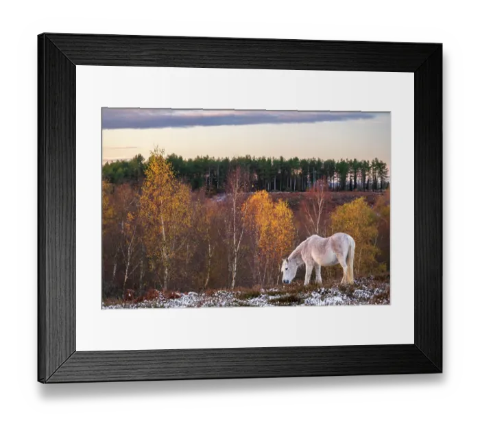 Framed Print : New Forest pony grazing at Rockford Common after snowfall in the autumn, The New Forest National Park, Hampshire, England, UK. November, 2024 Framed Print : New Forest pony grazing at Rockford Common after snowfall in the autumn, The New Forest National Park, Hampshire, England, UK. November, 2024