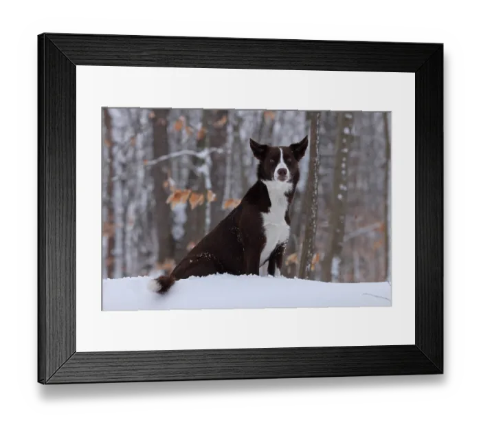 Framed Print : Chocolate border collie sitting in snow, Maryland, USA. January Framed Print : Chocolate border collie sitting in snow, Maryland, USA. January