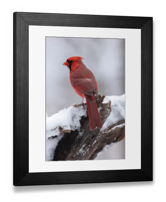 Framed Print : Northern cardinal (Cardinalis cardinalis) male, perched in snow, Maryland, USA. January Framed Print : Northern cardinal (Cardinalis cardinalis) male, perched in snow, Maryland, USA. January