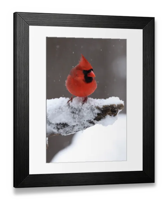 Framed Print : Northern cardinal (Cardinalis cardinalis) male, perched in snow, Maryland, USA. January Framed Print : Northern cardinal (Cardinalis cardinalis) male, perched in snow, Maryland, USA. January