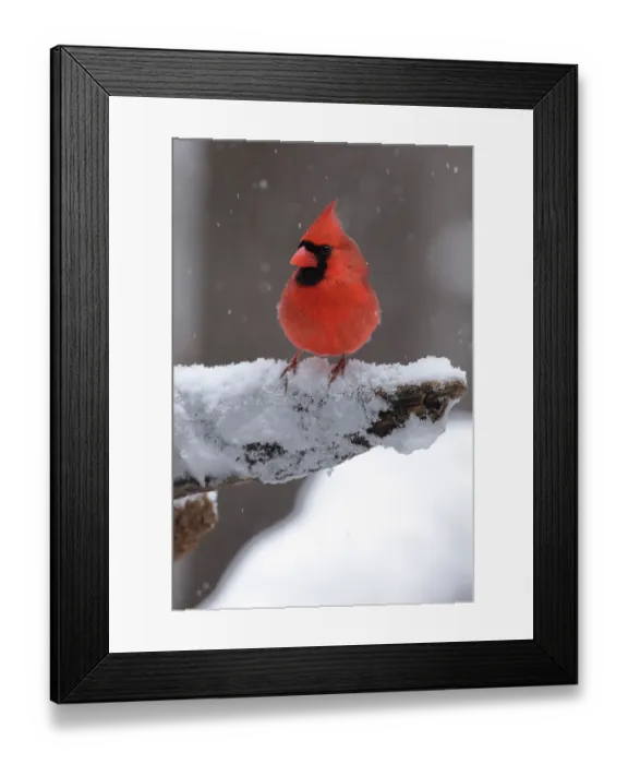 Framed Print : Northern cardinal (Cardinalis cardinalis) male, perched in snow, Maryland, USA. January Framed Print : Northern cardinal (Cardinalis cardinalis) male, perched in snow, Maryland, USA. January