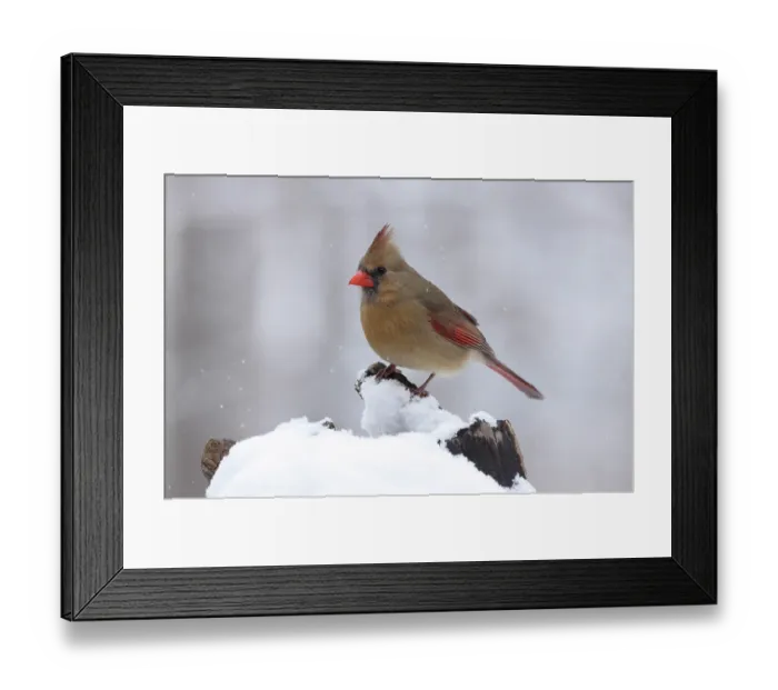 Framed Print : Northern cardinal (Cardinalis cardinalis) female, perched on snow, Maryland, USA. January Framed Print : Northern cardinal (Cardinalis cardinalis) female, perched on snow, Maryland, USA. January