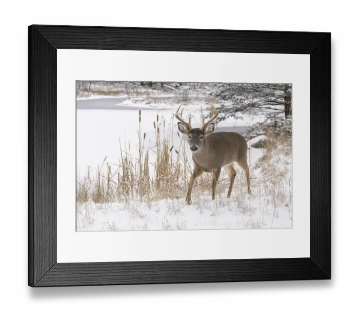 Framed Print : RF - White-tailed deer (Odocoileus virginianus) buck walking in snow, Acadia National Park, Maine, USA. December Framed Print : RF - White-tailed deer (Odocoileus virginianus) buck walking in snow, Acadia National Park, Maine, USA. December