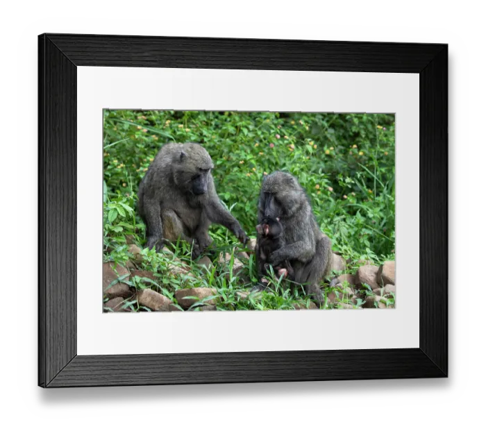 Framed Print : Olive baboon (Papio anubis) pair, playing with infant, Uganda Framed Print : Olive baboon (Papio anubis) pair, playing with infant, Uganda