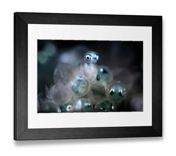 Framed Print : Fat greenling (Hexagrammos otakii) hatchling emerging from egg, Hokkaido, Japan, Pacific Ocean Framed Print : Fat greenling (Hexagrammos otakii) hatchling emerging from egg, Hokkaido, Japan, Pacific Ocean