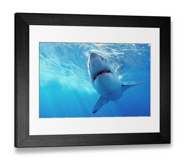 Framed Print : Great white shark (Carcharodon carcharias) underwater, Guadalupe, Mexico, Caribbean Sea Framed Print : Great white shark (Carcharodon carcharias) underwater, Guadalupe, Mexico, Caribbean Sea