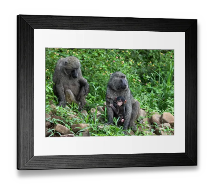 Framed Print : Olive baboon (Papio anubis) pair, with infant, Uganda Framed Print : Olive baboon (Papio anubis) pair, with infant, Uganda