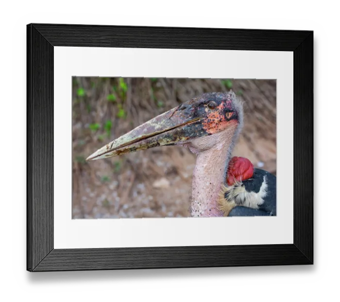 Framed Print : RF - Marabou stork (Leptoptilos crumenifer) head portrait, Lake Victoria, Uganda. (This image may be licensed either as rights managed or royalty free.)