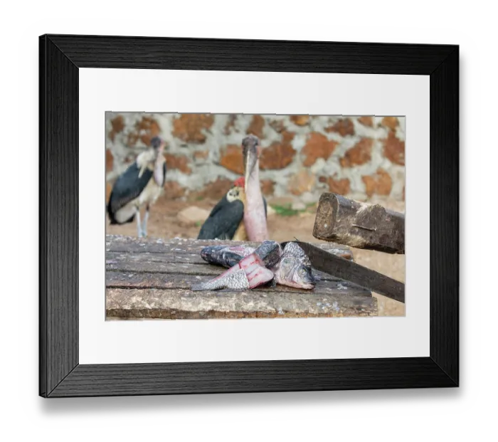 Framed Print : Two Marabou storks (Leptoptilos crumenifer) scavenging for fish scraps at fish market, Lake Victoria, Uganda
