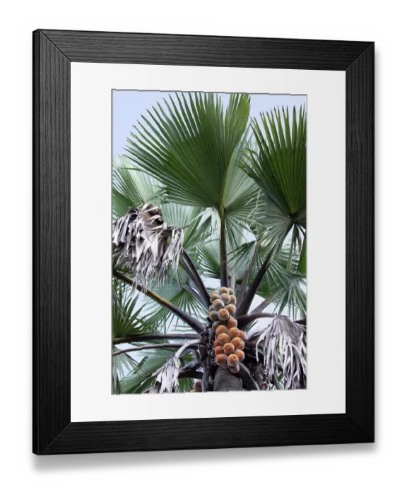Framed Print : Borassus palm tree (Borassus aethiopum) fruits and foliage, Uganda Framed Print : Borassus palm tree (Borassus aethiopum) fruits and foliage, Uganda