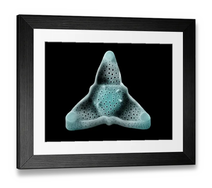 Framed Print : Diatom (Triceratium archangelskianum). The silica skeleton of a diatom includes a pair of valve sections, one of which is shown here Framed Print : Diatom (Triceratium archangelskianum). The silica skeleton of a diatom includes a pair of valve sections, one of which is shown here