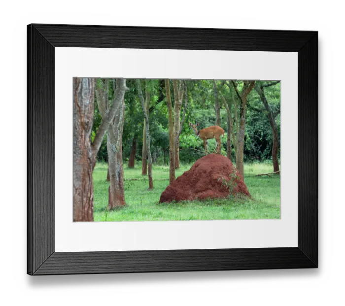 Framed Print : Bushbuck (Tragelaphus scriptus scriptus) standing on top of large termite mound among trees, Ziwa rhino sanctuary, Uganda Framed Print : Bushbuck (Tragelaphus scriptus scriptus) standing on top of large termite mound among trees, Ziwa rhino sanctuary, Uganda