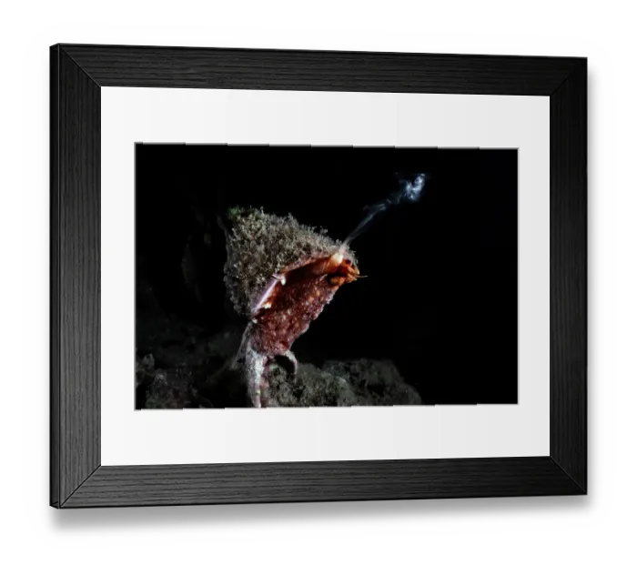 Framed Print : Pfeiffer's top shell (Tegula pfeifferi) male engaged in broadcast spawning at night, Kagoshima Prefecture, Japan, Pacific Ocean Framed Print : Pfeiffer's top shell (Tegula pfeifferi) male engaged in broadcast spawning at night, Kagoshima Prefecture, Japan, Pacific Ocean