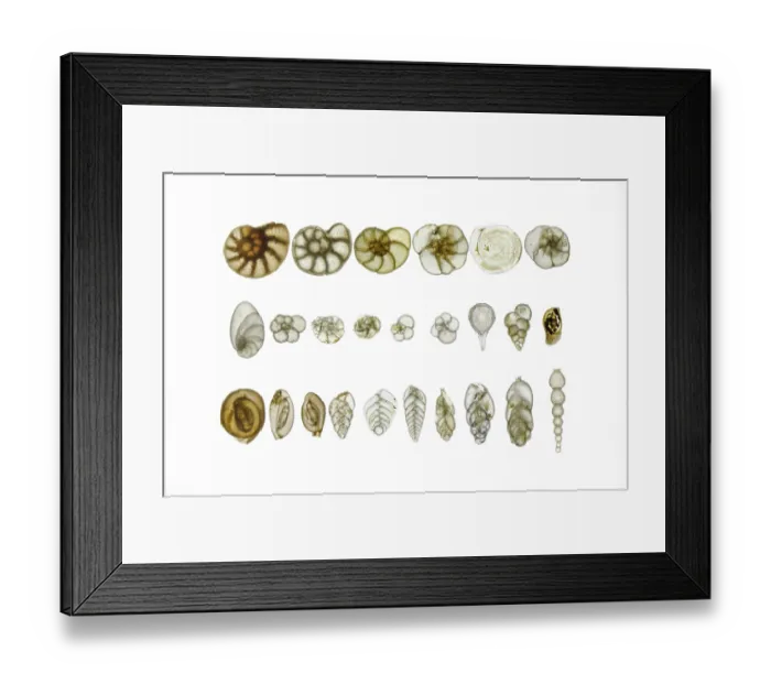 Framed Print : Assorted Foraminifera arranged on a microscope slide, focus-stacked light micrograph Framed Print : Assorted Foraminifera arranged on a microscope slide, focus-stacked light micrograph