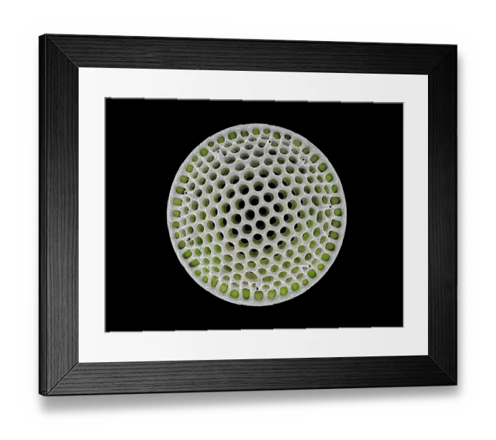 Framed Print : Diatom (Stephanopyxis grunowii). The silica skeleton of a diatom includes a pair of valve sections, one of which is shown here. False-coloured scanning electron micrograph (SEM) Framed Print : Diatom (Stephanopyxis grunowii). The silica skeleton of a diatom includes a pair of valve sections, one of which is shown here. False-coloured scanning electron micrograph (SEM)
