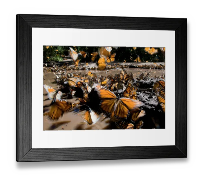 Framed Print : Large group of Monarch butterflies (Danaus plexippus) drinking from a puddle, El Rosario reserve, Mexico Framed Print : Large group of Monarch butterflies (Danaus plexippus) drinking from a puddle, El Rosario reserve, Mexico